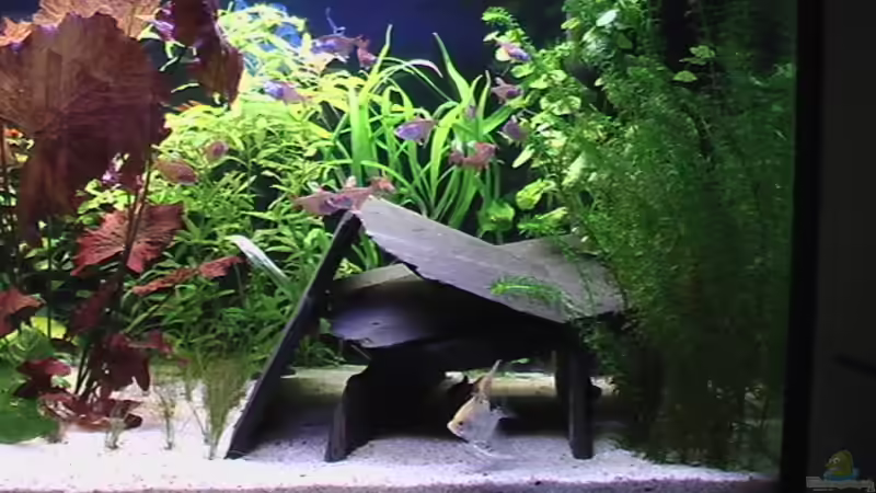 Schieferhöhle von Marcus Heiser (4) (10)