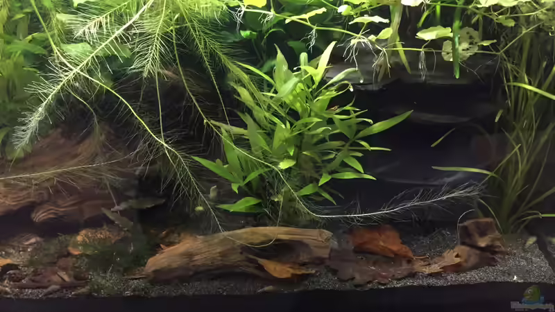 Schieferhöhlen rechts und Laub von Danny (17)