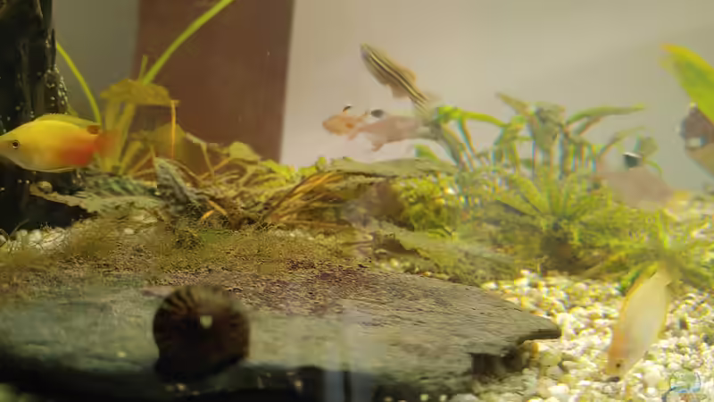 Schieferplatte 2 von Juno (13)