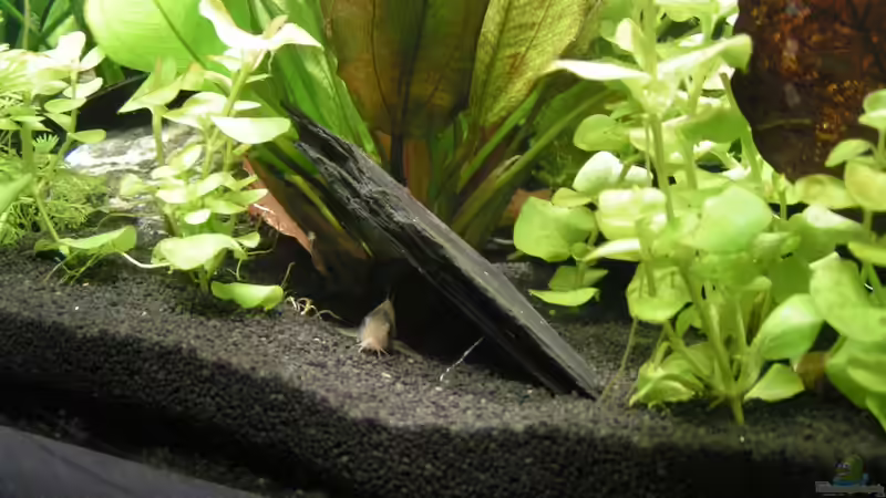 Schieferplatte als Unterstand von Peggy (9)