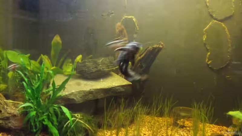 Schieferplatte auf Wurzel: 1Jahr hat sie gebraucht um sich mit Wasser vollzusaugen von Pflanzennarr (22)