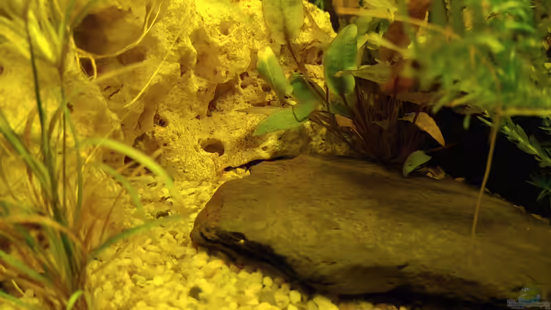 Schieferplatte von Juno (10)