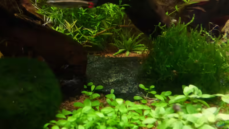 Schieferplatte von mike1963 (19)