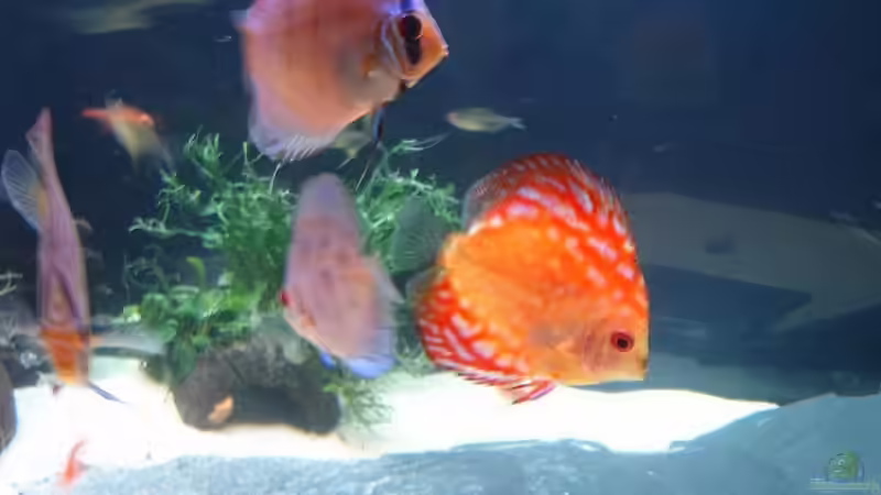 Schieferplatten ( 3stk. ) von Robert Kolovrat (12) (20)