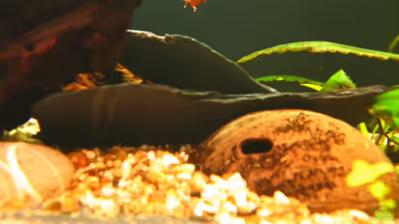 Schieferplatten, so angeordnet, dass Hölen entstehen (19.1.2013) von NicoleZH (18)