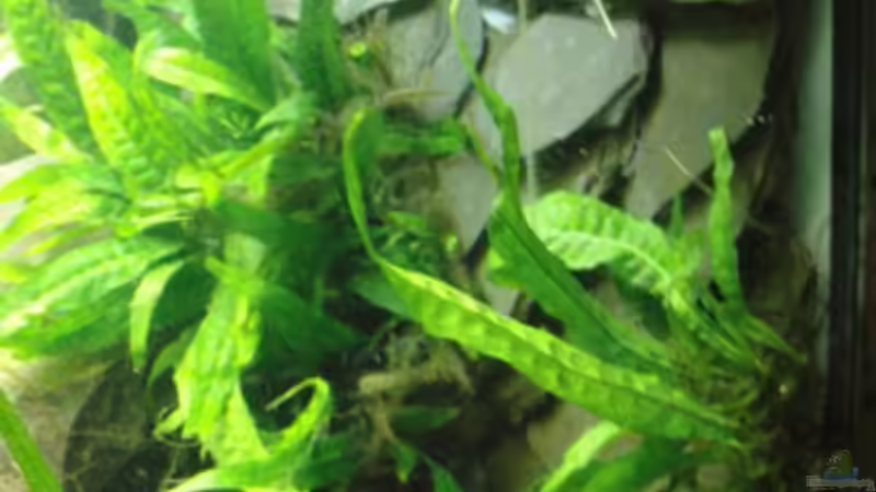 Schieferrückwand von Make (15)