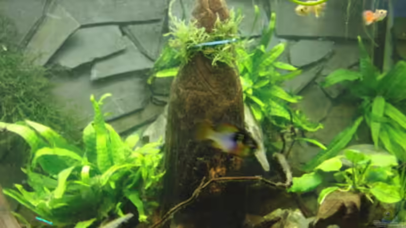 Schieferrückwand von Make (16)