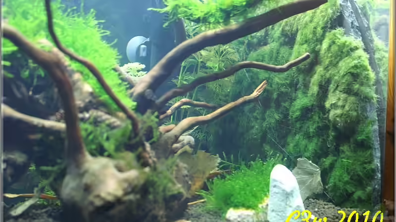 Schiefersteinplatte mit zerlegten Moosbällen bespannt von Christian Zwick (4)