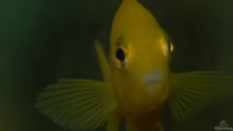 Schielt sie ??? von Cichlid Power (45)