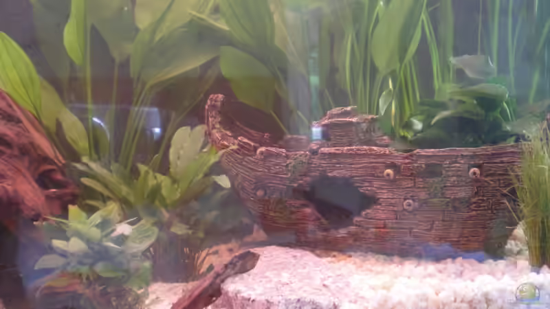 schiff mit pflanze von Thomas Weißleder (12)