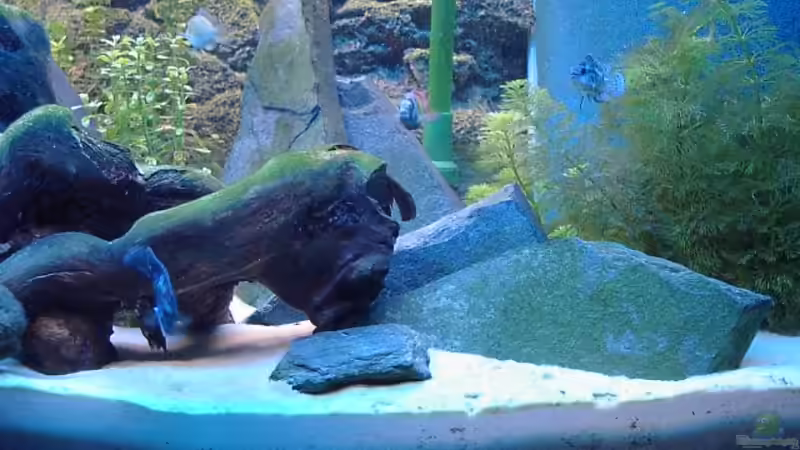 Schifferplatten aufbauten von Marc Strubel (14)