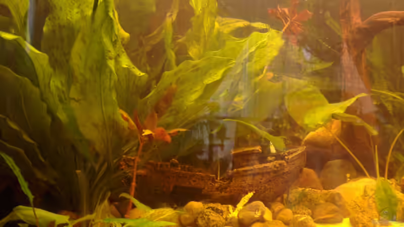 Schiffsfrack von Marcel Massow (12)