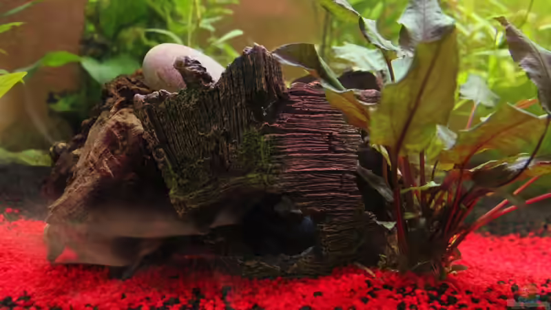 Schiffswrack mit Holzstück als versteck von Chaos Master (6)