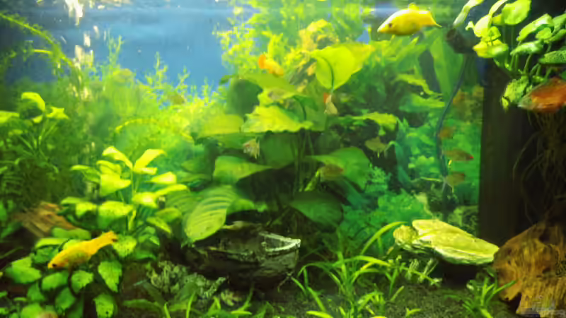 Schiffswrack und Kunsthöhle auf einen Blick von aqua david (16)