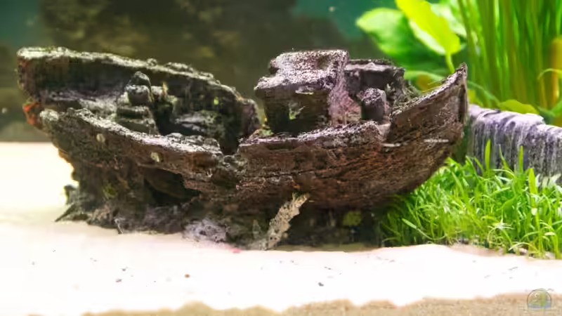 Schiffswrack von moestaverne (12)