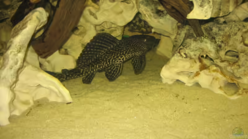 Schilderwabenwels von Bjoern Spiegelhoff (12)