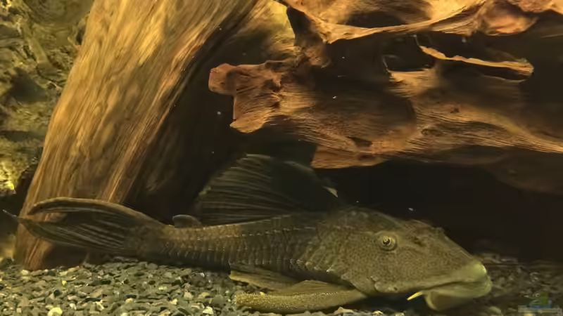 Aquarien mit Cochliodon basilisko (Roter Schilderwels)