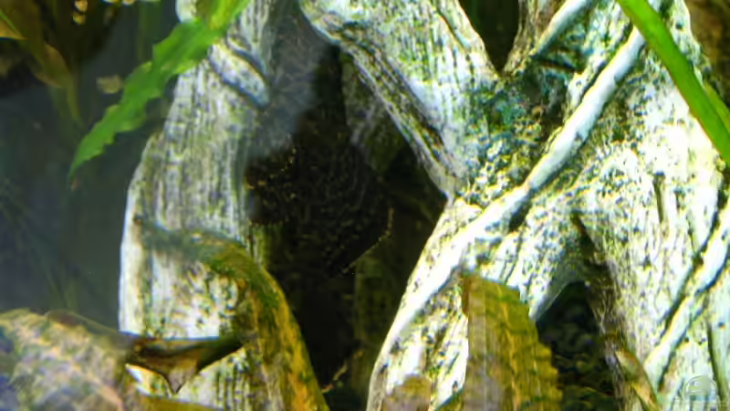 Schilderwels von Guido Lauck (10)