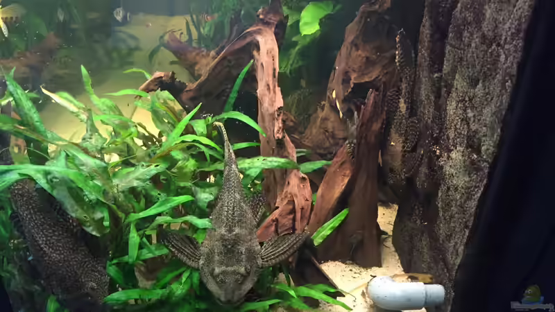 Schilderwelse von wandervogel (16)