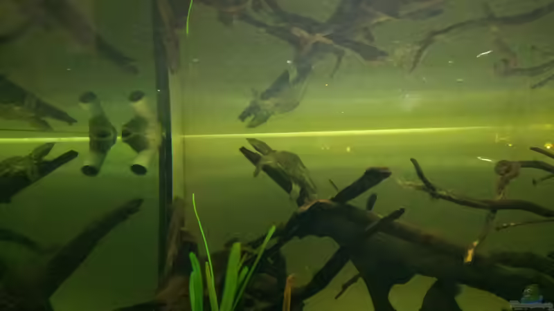 Schildi beim schlafen von stomar6 (46)