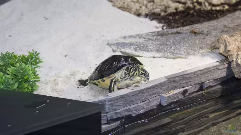 Schildkröte an Land von Hoppe-Terrarienbau (8)
