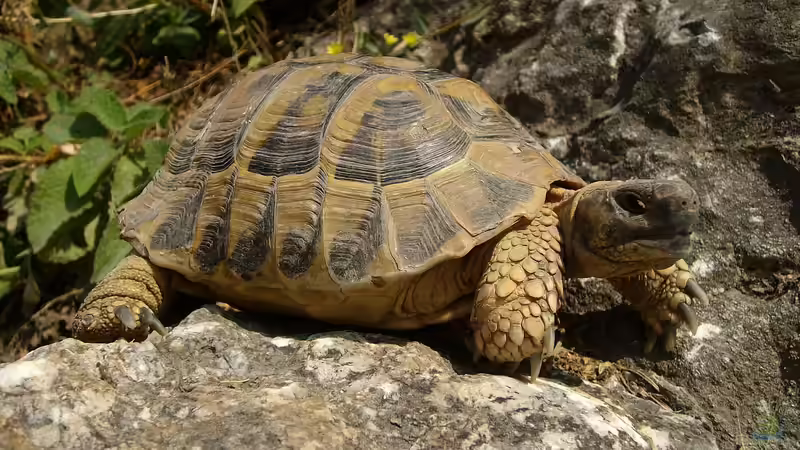 Schildkröten: Deshalb können sie so unglaublich alt werden