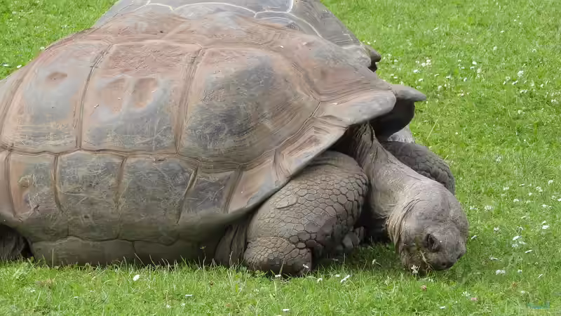 Schildkröten: Deshalb können sie so unglaublich alt werden