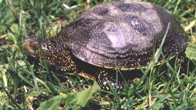 Schildkröten im Gartenteich halten