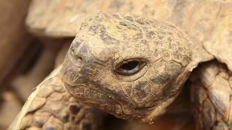 Schildkröten im Terrarium halten