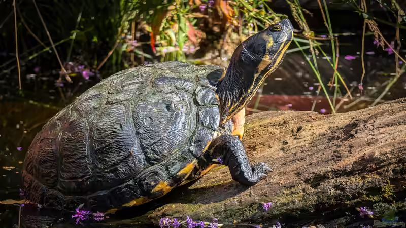 Schildkrötenaquarium - Das sind die Besonderheiten