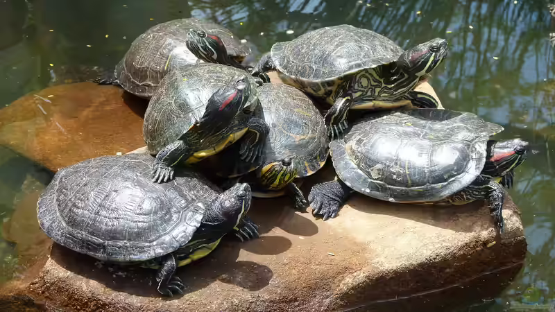 Schildkrötenaquarium - Das sind die Besonderheiten