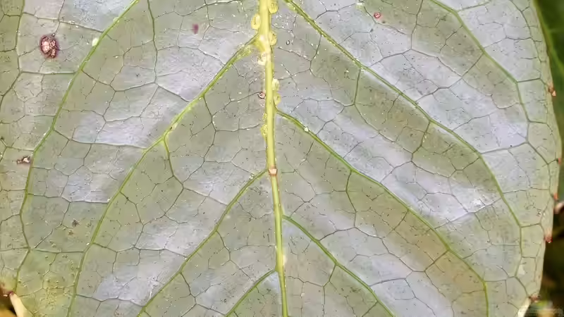 Schildläuse im Garten erkennen, bekämpfen und nachhaltig vorbeugen