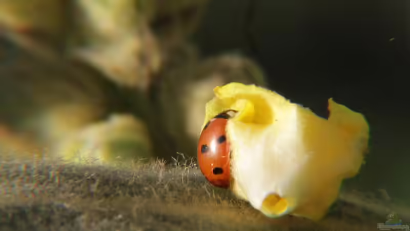 Schildläuse im Garten erkennen, bekämpfen und nachhaltig vorbeugen