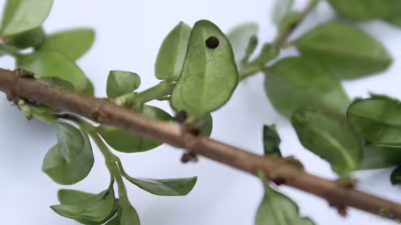 Schildläuse im Garten erkennen, bekämpfen und nachhaltig vorbeugen