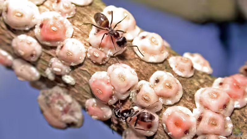 Schildläuse im Garten erkennen, bekämpfen und nachhaltig vorbeugen