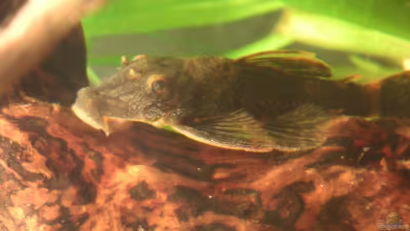 Schildpatt-Ancistrus, dunkle Variante von Thomas Schlechter (13)