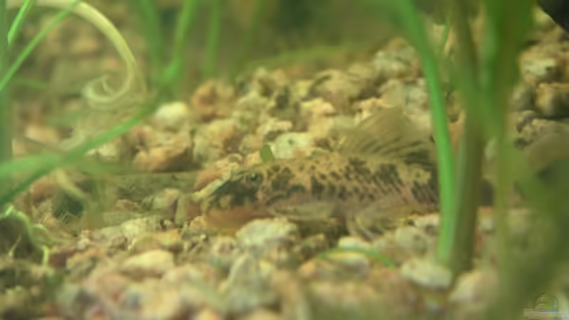 Schildpatt-Ancistrus, helle Variante von Thomas Schlechter (14)