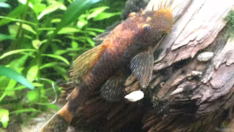 Schildpatt-Ancistrus (m) von Danny (39)