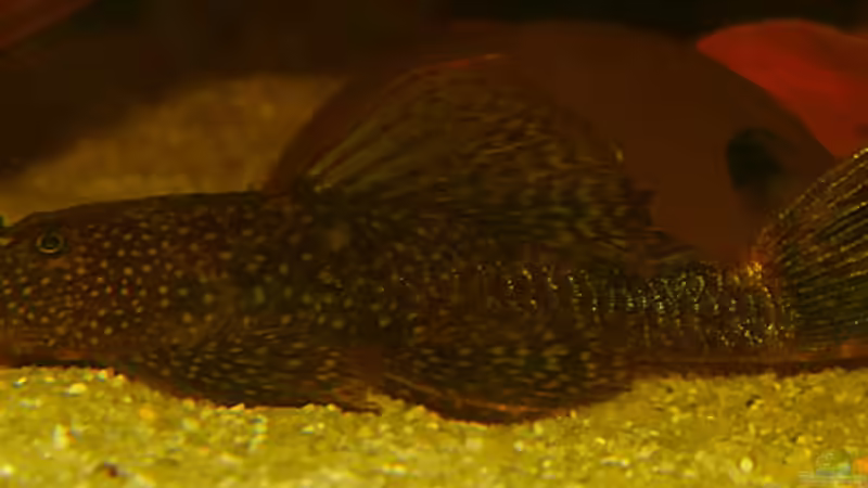Schildpatt Ancistrus Weibchen von Helmut Kreutmayer (11)