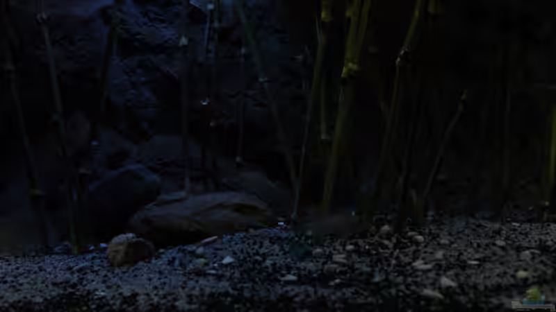 Schilf-Imitat mit Epoxy-Mantel in Filtermatte geklebt von The Pictus catfish (9)