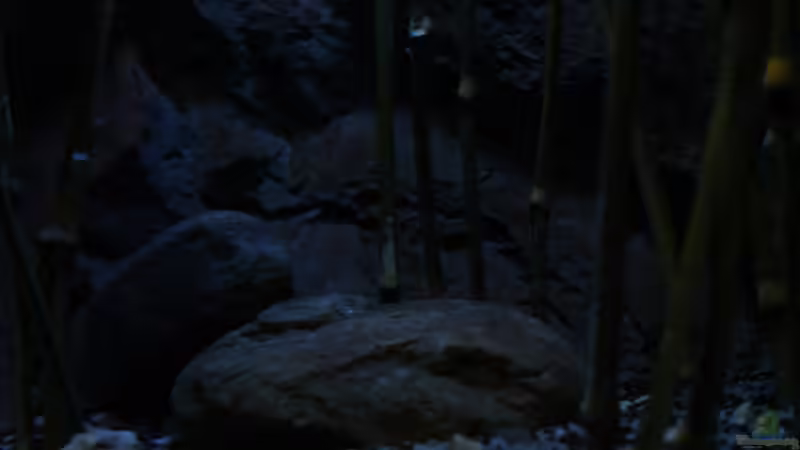 Schilf-Imitat zwischen Echtgestein von The Pictus catfish (20)