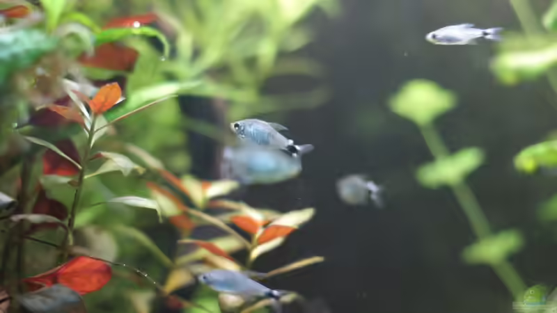 Schilfsalmler - 10.01.2015 von Jonas (Trancemania) (16)