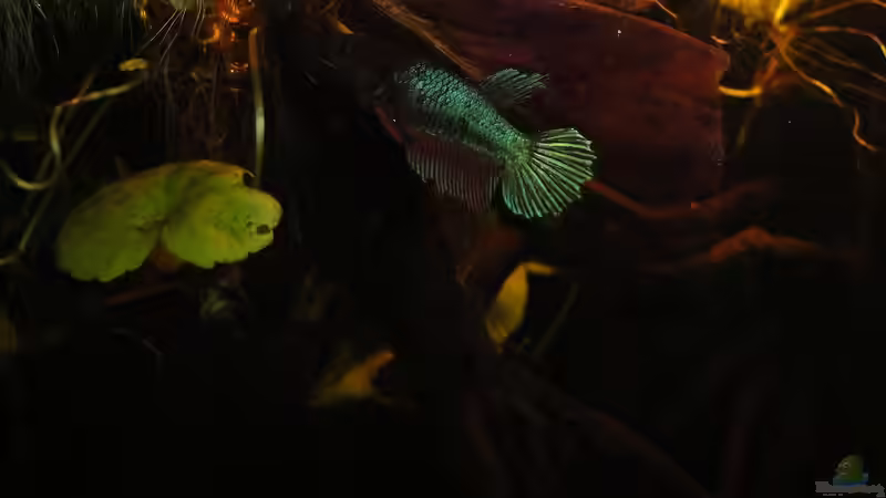 schillernd... von Laura (23)