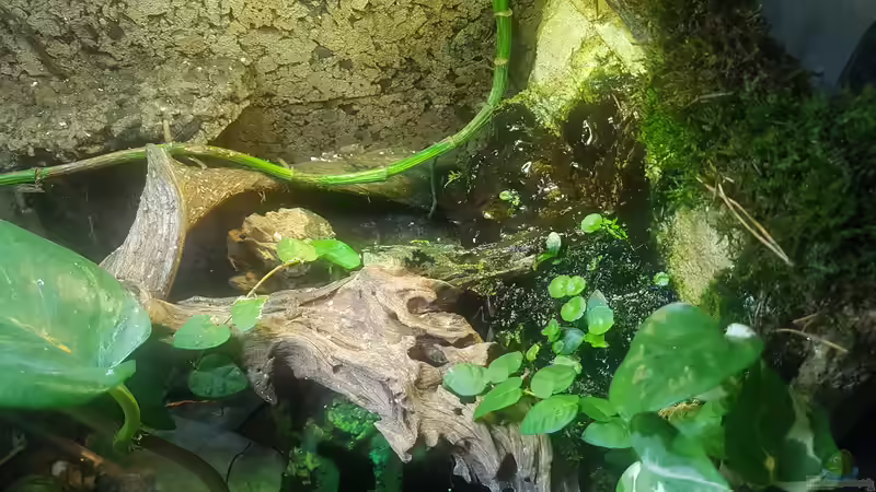 Schimmel im Regenwaldterrarium vermeiden