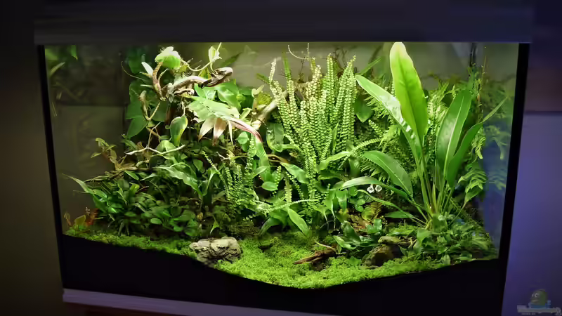 Schimmel im Regenwaldterrarium vermeiden