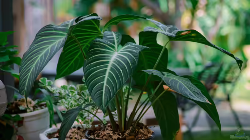 Schismatoglottis-Arten im Terrarium: Tropische Blattschönheiten für feuchte Lebensräume