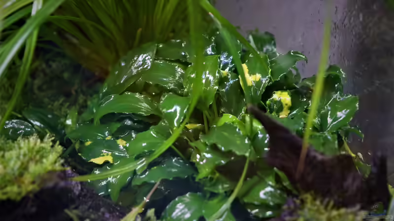 Schismatoglottis prietoi  von Junglist (18)