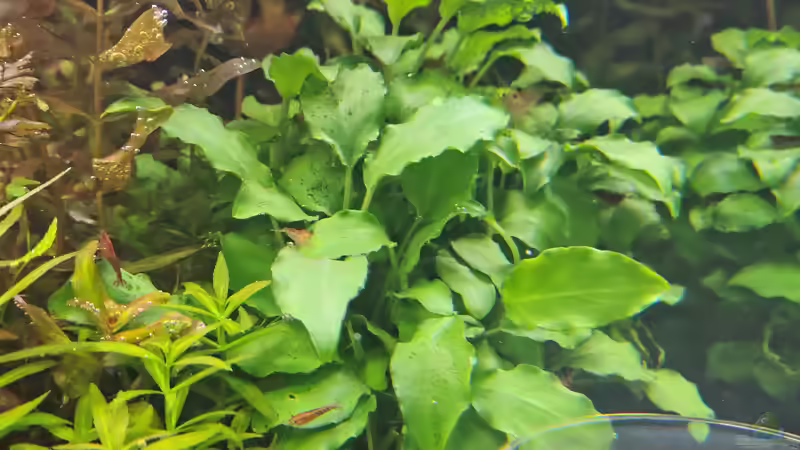 Schismatoglottis prietoi am 21.12.2025 von C-NA (29)