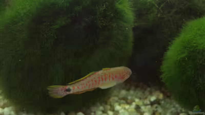 Grundeln im Aquarium halten (Einrichtungsbeispiele für Grundeln)