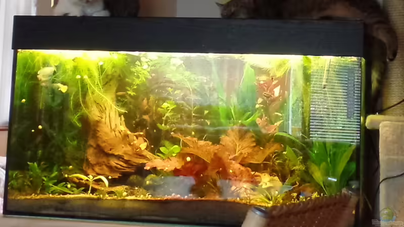 Schlafplatz von raubsau (22)